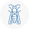 Horsforth Wasp Nest Removal